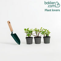 Fuchsia 'Annabel' - winterhard (x3) - Fuchsia annabel