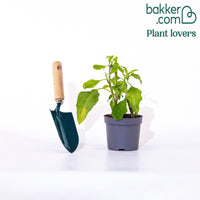 Engelentrompet 'Exotic Pink'