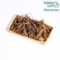 Pompondahlia (x5) - Dahlia