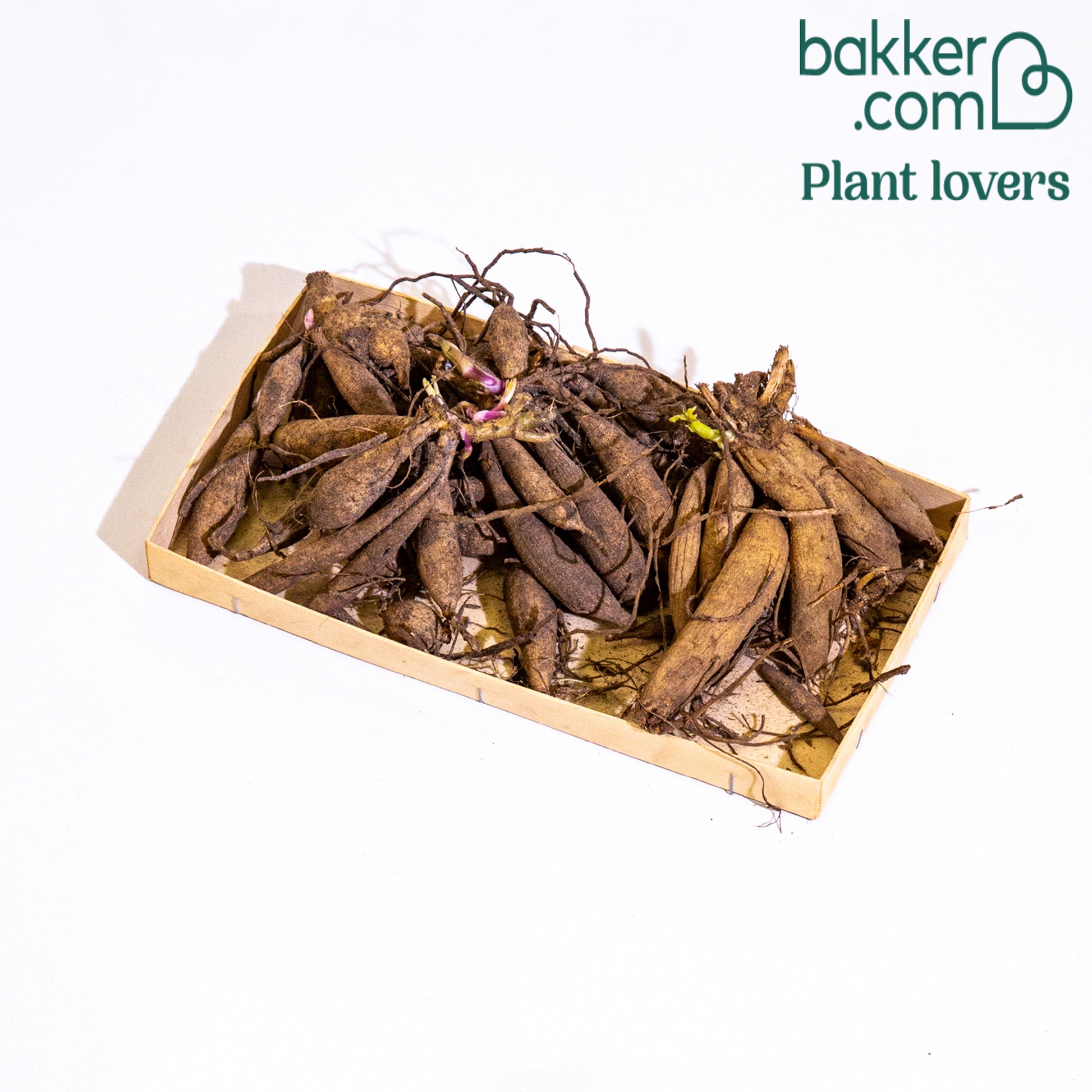 Pompondahlia (x5) - Dahlia