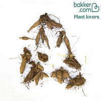 Grootbloemige Dahlia Mix