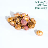 Dwerggladiool Mix (x20)