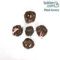 Begonia 'Angelique' (x5)