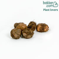 Begonia Mix 'Non Stop' (x6)