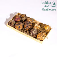 Asiatische lelie 'Mid Century'