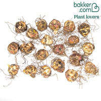 Asiatische lelie 'Mid Century'