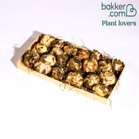 Asiatische lelie 'Mid Century'