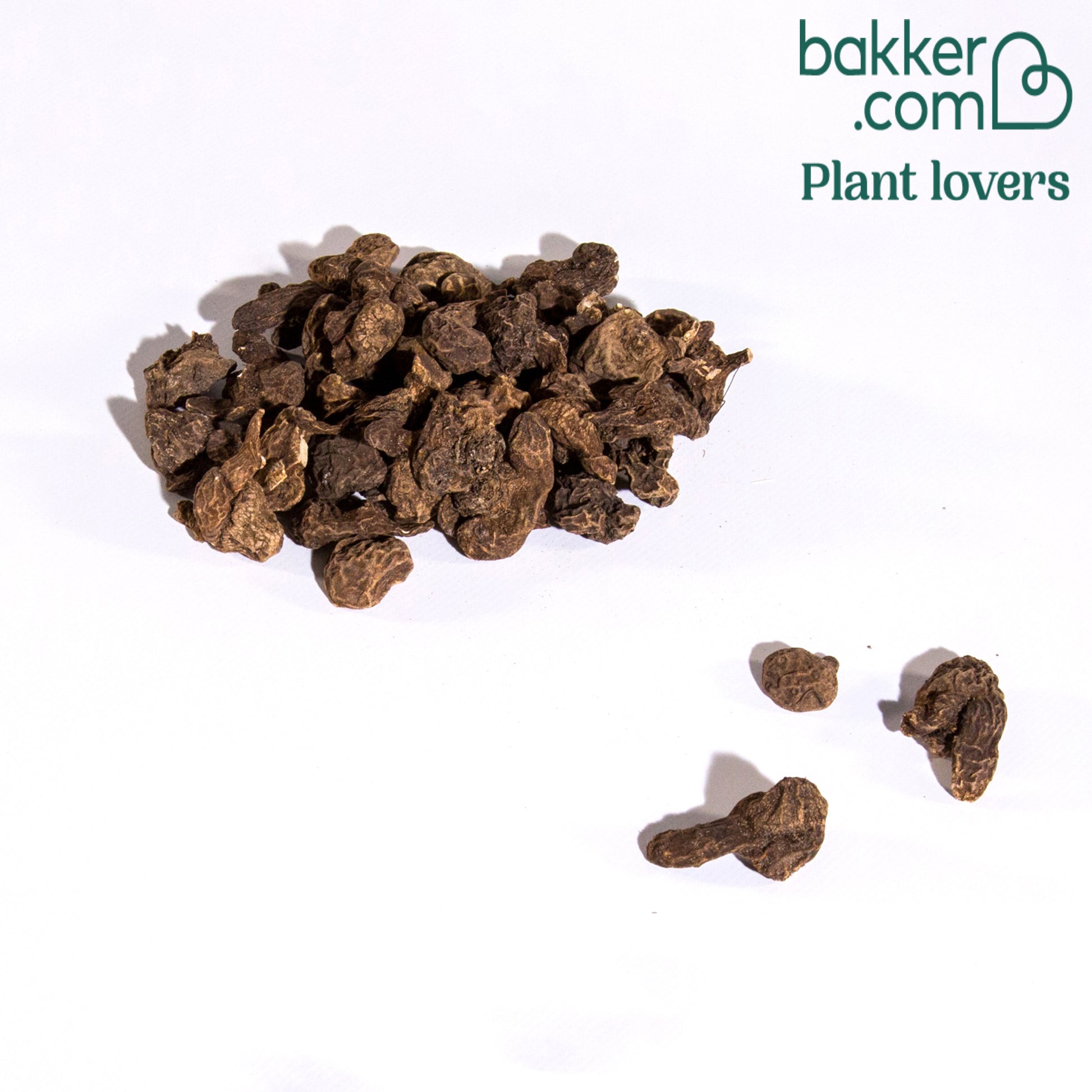 Anemoon de Caen - Mix - Anemone coronaria de caen