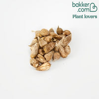 Dubbelbloemige Freesia Mix (x25) - Freesia