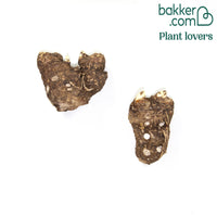 Moerasaronskelk (x2)