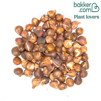 Triumph Tulpen gemengd