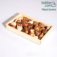 Triumph Tulpen gemengd