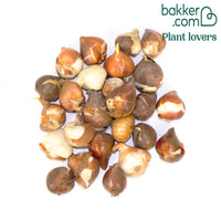 Leliebloemige Tulpen gemengd (x25)