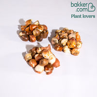 Tulpen Mix '3 maanden bloemen' (x60)