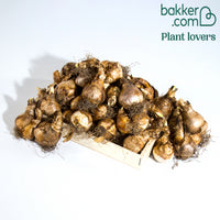 Narcis 'Double Flowers'