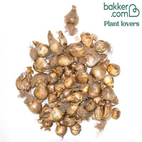 Narcis 'Double Flowers'