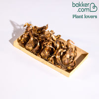 Narcissen poeticus 'Actea' (x10)