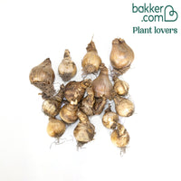 Narcis 'Double Flowers'