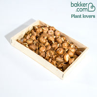 100 Krokus Grootbloemig gemengd