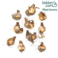 Narcissen 'Rijnveld's Early Sensation' (x10)