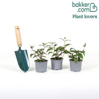 Bellenplant 'Madame Cornelissen'