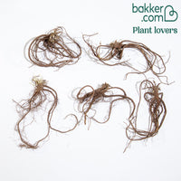 Zeepkruid (x5) - Saponaria ocymoïdes