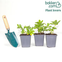 Helleborus 'Christmas Carol'