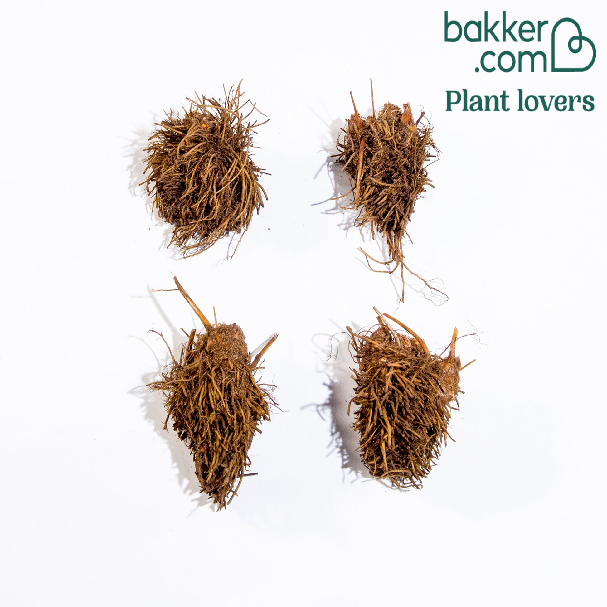 Astilbe - Astilbe - Mix 'Magic' (x4) - Astilbe - Pluimspirea