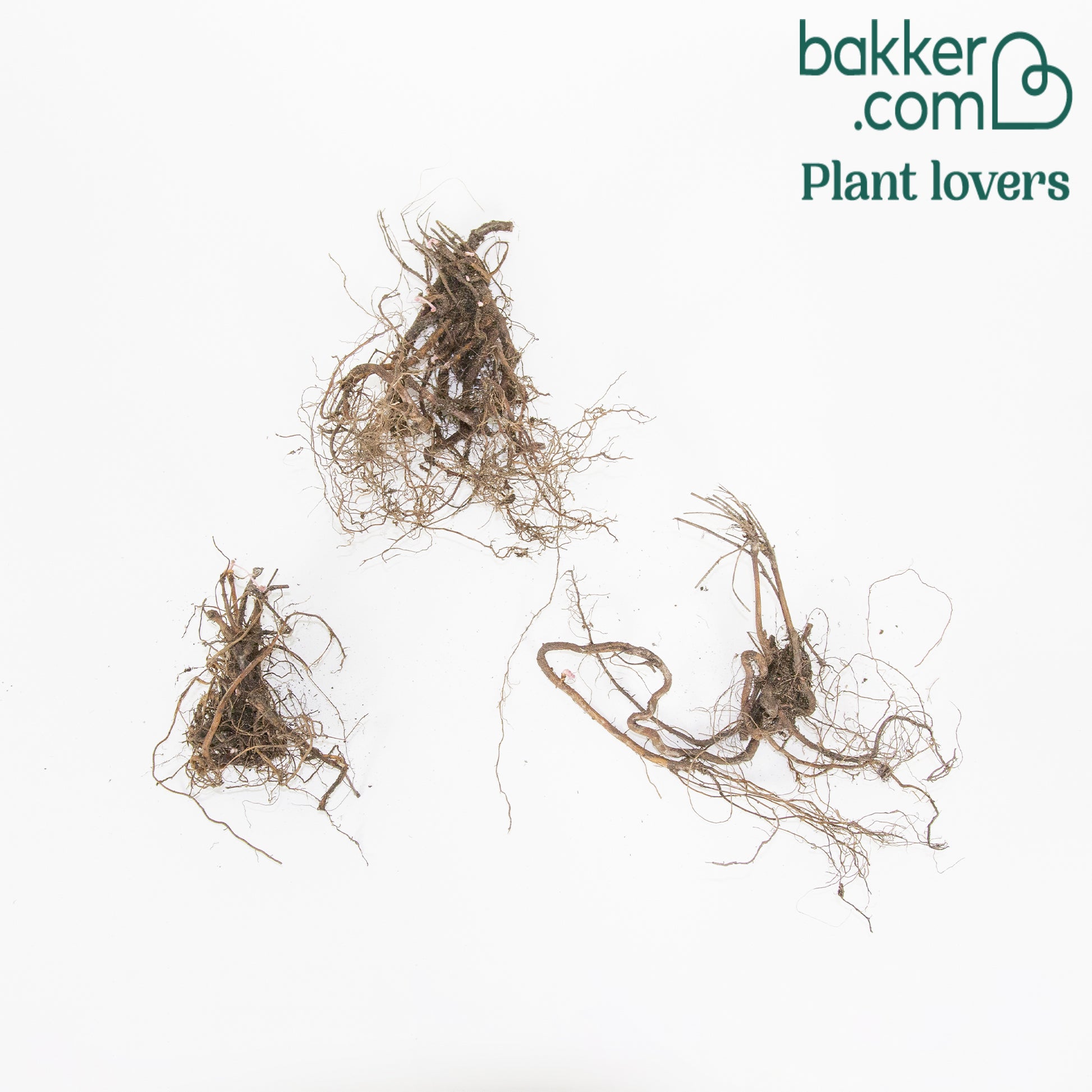 Bloedooievaarsbek (x3) - Geranium sanguineum