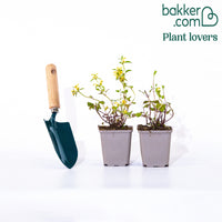 Gevlekte dovenetel 'Beacon Silver'