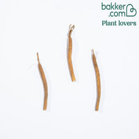 Gipskruid (x3) - Gypsophila paniculata