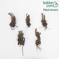 Bloedooievaarsbek Mix 'Rainbow' (x5)