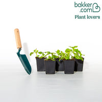 Maskerbloem 'Orange Glow' (x5)