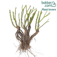 Roos 'Queen Elisabeth'