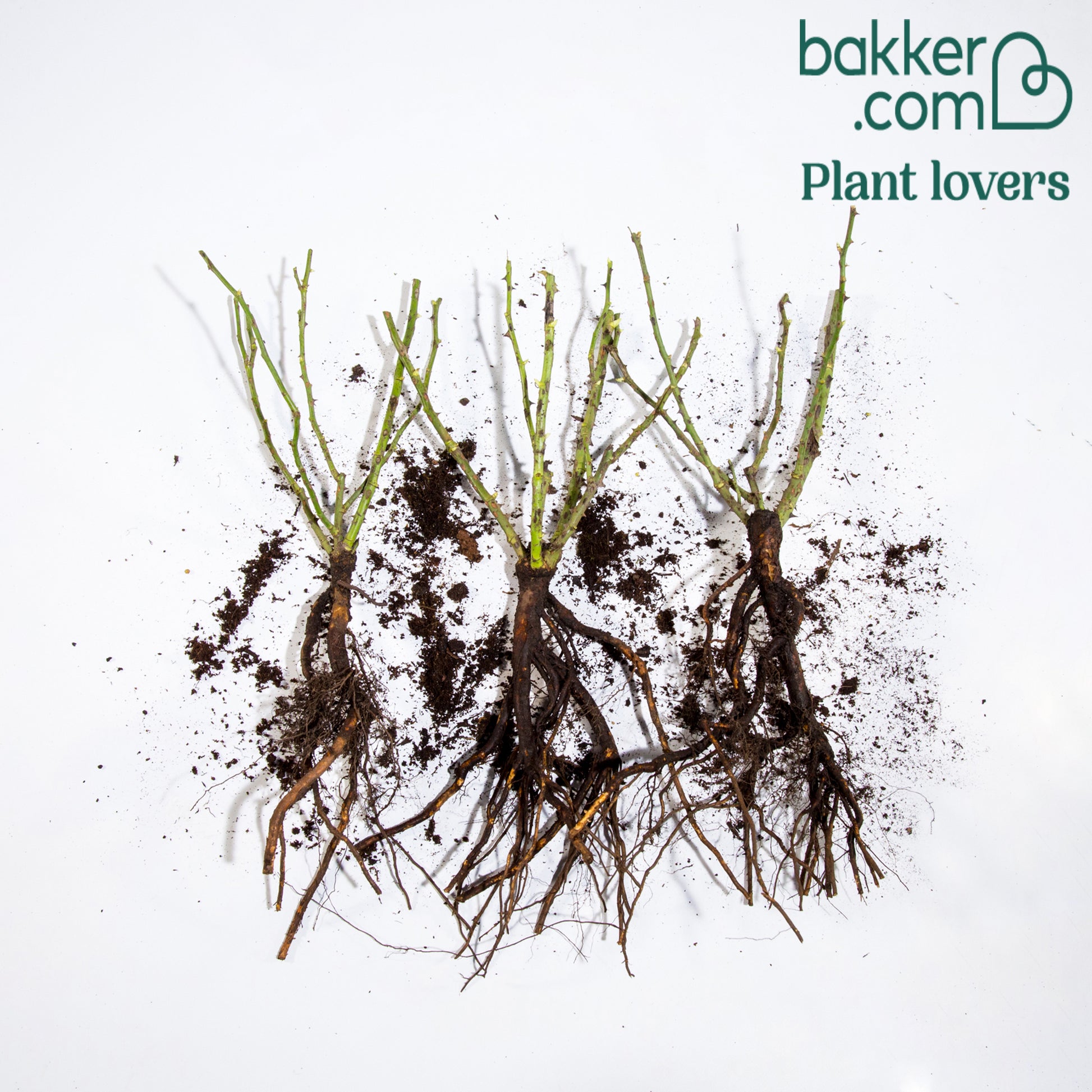 Perkroos 'Randilla' - roze (x3) - Rosa randilla