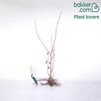 Rode hazelaar - Hazelaar - Bakker