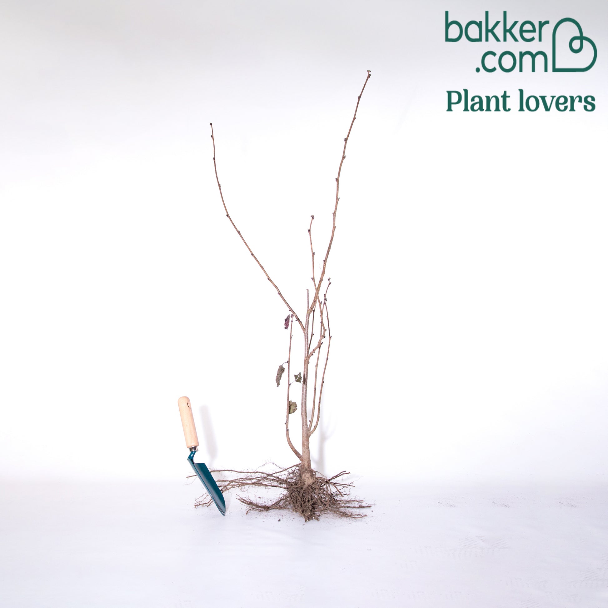 Rode hazelaar - Hazelaar - Bakker