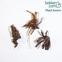 Geurende pioenroos Mix - rood + roze + wit (x3) - Paeonia lactiflora