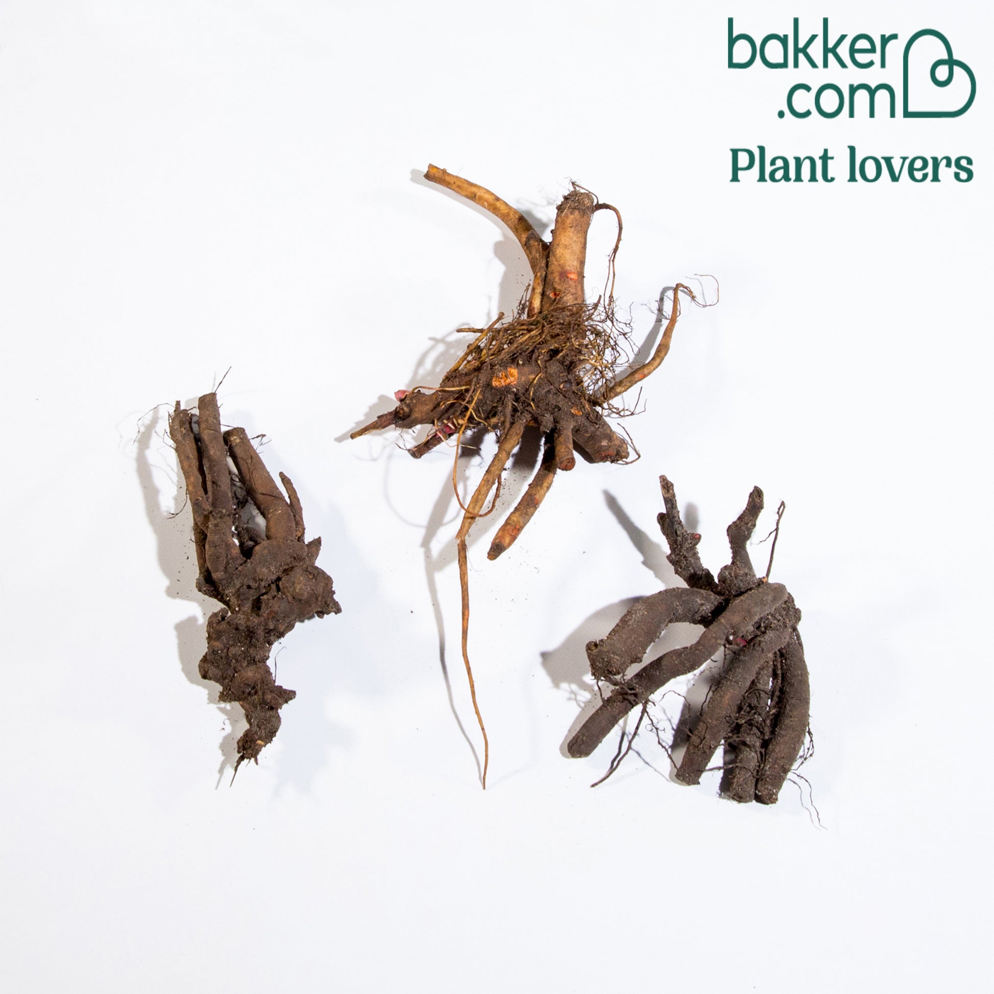 Geurende pioenroos Mix - rood + roze + wit (x3) - Paeonia lactiflora