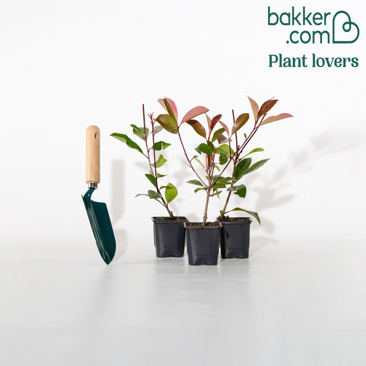 Glansmispel 'Red Robin' (x3) - Photinia fraseri Red Robin