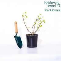 Pluimhortensia 'Diamant Rouge'