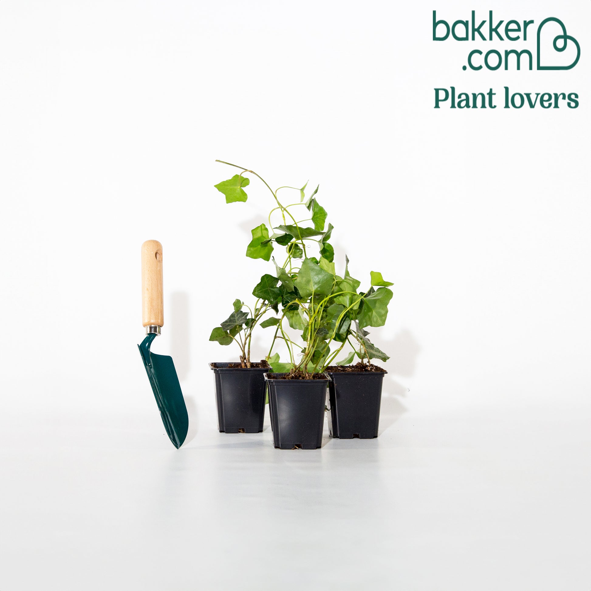 Klimop Hedera hibernica (x3) - Hedera hibernica