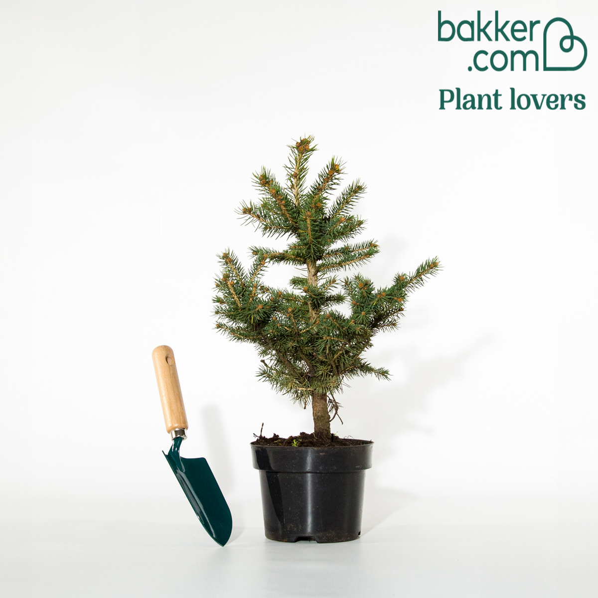 Blauwe spar 'Willemse selectie' - Picea pungens maculata