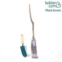 Mini Zoete kers 'Burlat'