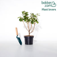 Rhododendron 'Praecox'