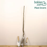 Pruimenboom 'Reine-Claude Vert'