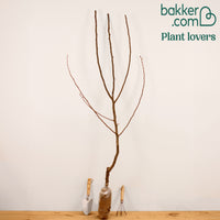 Perenboom 'Williams'