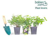 Spierstruik 'Shirobana'