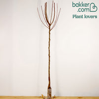 Perenboom 'Williams'