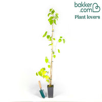 Witte moerbei 'Macrophylla'